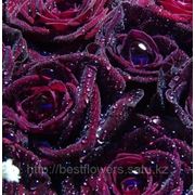 Бордовые розы (Голландия, вы сами выбираете количество) фото
