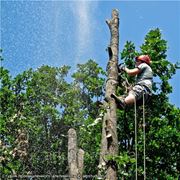 Вырубить деревья Спил дерева Киев Вырубка леса зарослей