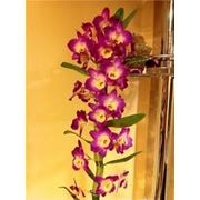 Дендробиум-орхидея фотография