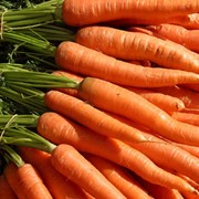 Морковь от производителя фото