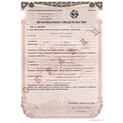 Ветеринарное свидетельство №2 фото