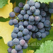 Виноград в Молдове