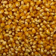 Попкорн зерно кукурузы оптом фото