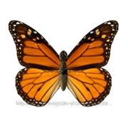 Электронная бабочка в банке - “Монарх“ фото