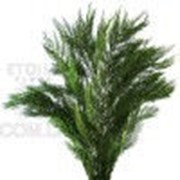 Туя ветви 30/60 см зеленый фото