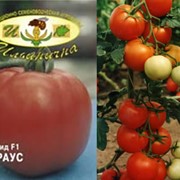 Семена томатов СТРАУС TCF2 фото