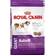 Giant Adult Pro Royal Canin корм для щенков, От 18 до 24 месяцев, Пакет, 4,0кг фотография