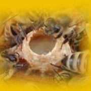 Пчелиный подмор фотография