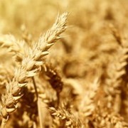 Пшеница озимая “Ластівка Одеська“ елита фото