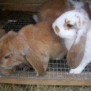 Кролики французкий баран фотография