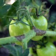 Агрономическая модель для овощей(картофель,томат,лук) фото