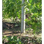 Столбики опорные виноградные фото