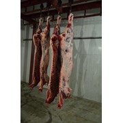 М ясо яловичини 1 категорії на кості; Мясо говядины первой категории полутуши (1 категория) фото