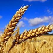 Семена пшеницы яровой “Ирень“ (ЭС) фото