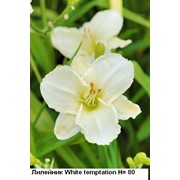 Лилейник “White Temptation“ - Hemerocallis “White Temptation “,фото, каталог, описание фото