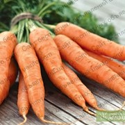 Помидор,арбуз,картофель,морковь фото