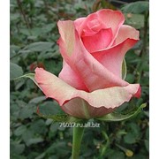 Роза melanie фото