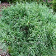 Сосна Веймутова Pinus strobus Tiny Kurls 20-40 C2 фотография