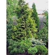Ель Сербская Picea omorika Aurea рост 160 – 180 фотография