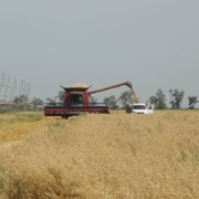 Высококачественное сухое и чистое зерно Пшеницы Ячменя Подсолнечник Соя Кукуруза