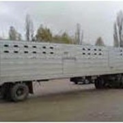 Полуприцеп-скотовоз ОдАЗ-9976 для перевозки крупного рогатого скота и свиней в составе автопоезда с седельными тягачами КАМАЗ, МАЗ, ЗИЛ. фотография