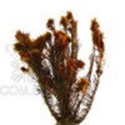 Филисинс коричневый PHC/9923 фото