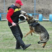 Опытный кинолог. Дрессировка собак в Иркутске. фото