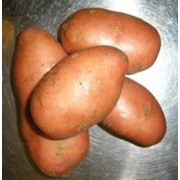 Картофель среднеспелый