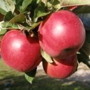 Саженцы яблони Айдаред фото