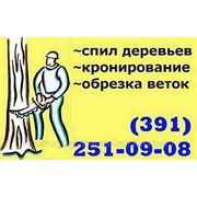 Удаление деревьев Красноярск фотография