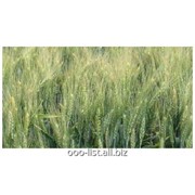 Семена озимой пшеницы Паляница фотография