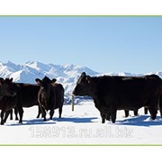 Бизнес-планирование для финансового бюджетирования больших ферм на пастбищах фото