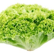 Салат лолло бионда. Чищенные вакуумированные овощи. Вакуумированные овощи свежие фото