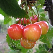 Саженец плодовых ягодных деревьев черешни Дончанка