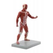 Модели человека анатомические фотография