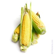 Семена кукурузы сорт ДКС 5276 фотография