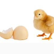 Инкубационное яйцо куриное порода Адлерская серебристая фото