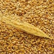 Зерно, зерновые культуры, производство и оптовая продажа. фотография