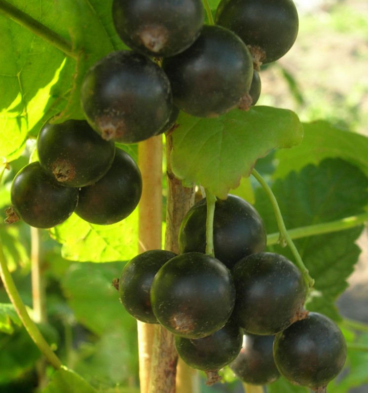 Смородина Экзотика Описание Сорта Фото Отзывы – Telegraph