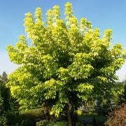Клен ясенелистный Одессанум (Acer negundo Odessanum) фото