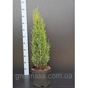 Можжевельник обыкновенный Sentinel -- Juniperus communis Sentinel фото