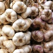 Семена воздушные чеснока. Высокоурожайный сорт СОФИЕВСКИЙ фото
