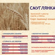 Озимая пшеница Смуглянка фото
