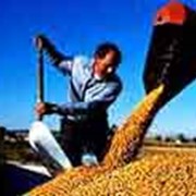 Зерно зерновые зернопродукты оптовая продажа зерна в Одессе