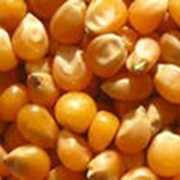 Реализация семян кукурузы