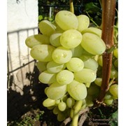 Саженцы винограда сорт Лора фото
