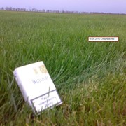 Рулонный газон для интенсивного использования DLF Trifolium Sportmaster (Крым) фото