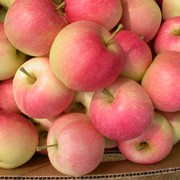 Гала, плоды яблонь выше средней величины, массой 115 - 150 г. сладкие, саженцы яблонь, яблочный сад фото