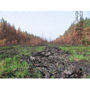 Проект освоения лесов для строительства, реконструкции, эксплуатации линейных объектов (разработка)