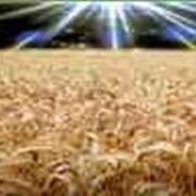 Пшеница озимая мягкая, сорт Алексеевка фотография